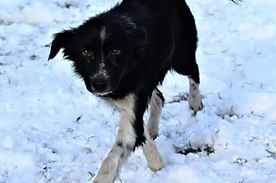 POLA wspaniała sunia uwielbiająca spacery poleca się do adopcji, Wielkopolskie, Poznań