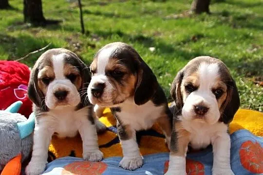Beagle szczeniaki Z.K.W.P. elitarne pochodzenie.