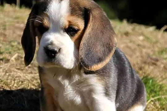 Beagle szczeniaki Z.K.W.P. elitarne pochodzenie., Śląskie, Żywiec