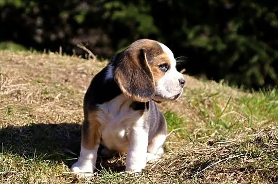 Beagle szczeniaki Z.K.W.P. elitarne pochodzenie., Śląskie, Żywiec