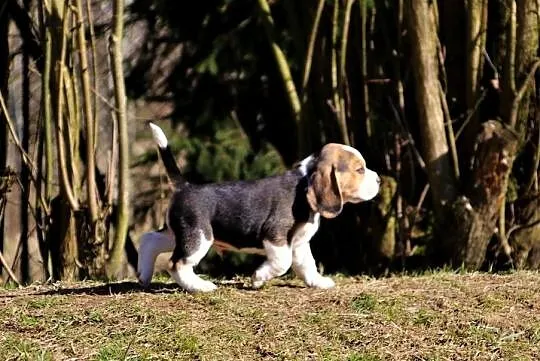Beagle szczeniaki Z.K.W.P. elitarne pochodzenie., Śląskie, Żywiec