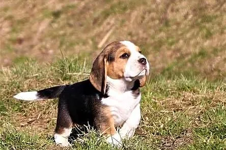 Beagle szczeniaki Z.K.W.P. elitarne pochodzenie., Śląskie, Żywiec
