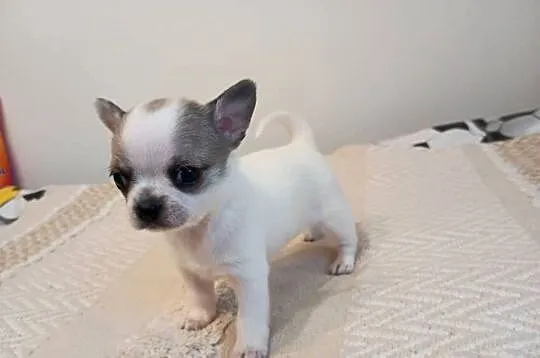 Chihuahua słodki piesek