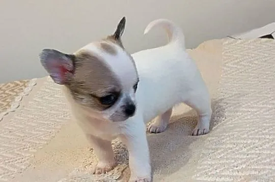Chihuahua słodki piesek, Łódzkie, Łękińsko
