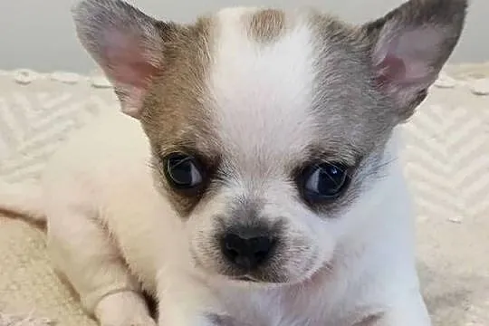 Chihuahua słodki piesek, Łódzkie, Łękińsko