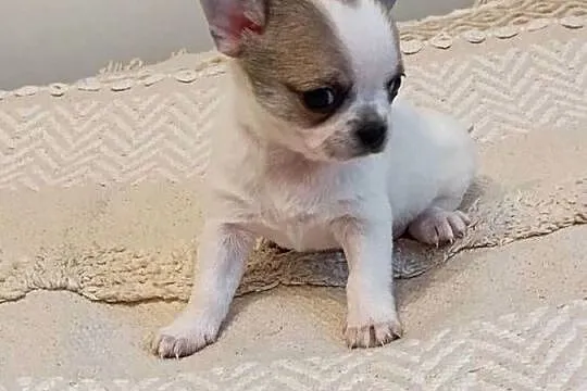 Chihuahua słodki piesek, Łódzkie, Łękińsko