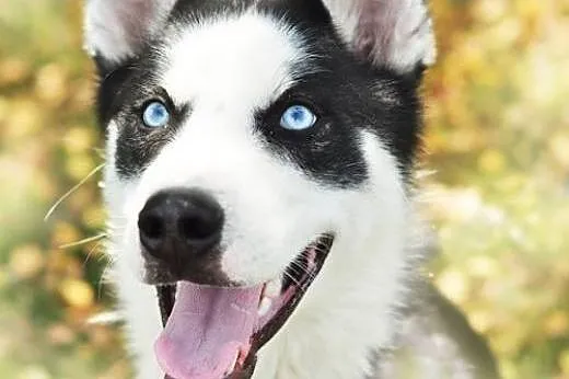 LOTH husky - młody , aktywny , ciekawy świata i lu