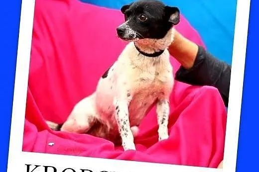 4 kg,mała,wesoła,łagodna,młoda suczka KROPCIA.Adopcja,  łódzkie Łódź