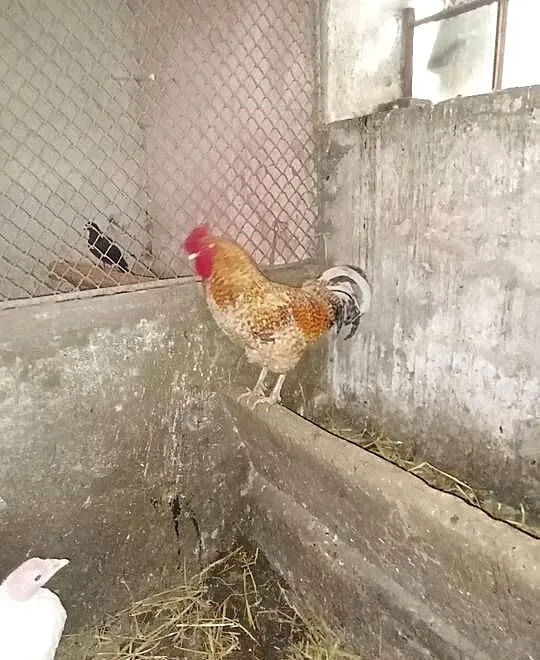 Kosowski gołoszyjka kochin miniatura i inne koguty, Małopolskie, Wawrzeńczyce