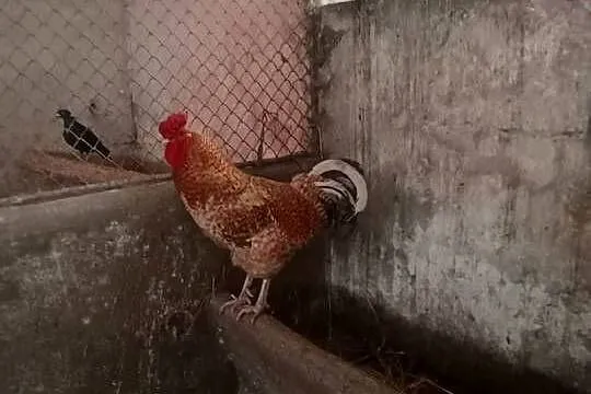Kosowski gołoszyjka kochin miniatura i inne koguty, Małopolskie, Wawrzeńczyce