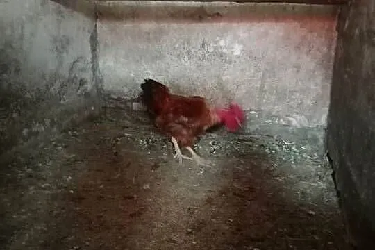 Kosowski gołoszyjka kochin miniatura i inne koguty, Małopolskie, Wawrzeńczyce