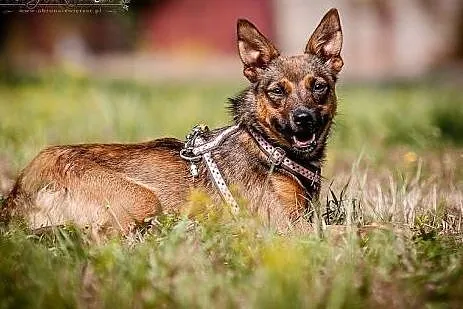 Dafi- 8 kg młodej, uwielbiającej dzieci, subtelnej pieszczoszki,  małopolskie Kraków