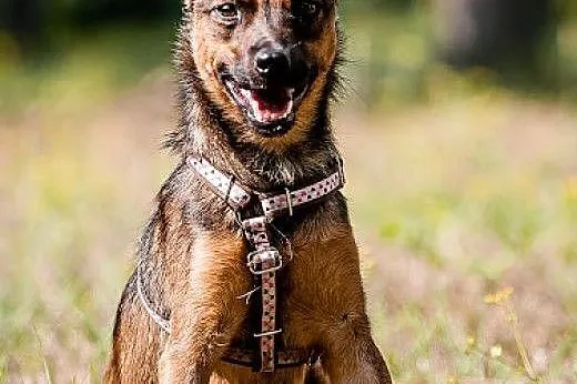 Dafi- 8 kg młodej, uwielbiającej dzieci, subtelnej