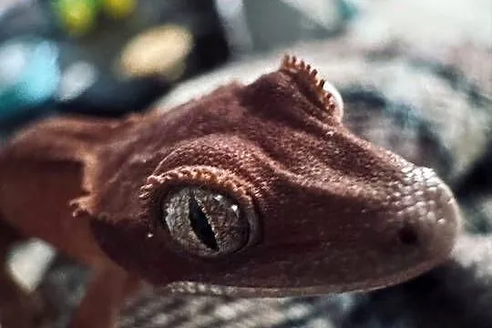 Młody gekon orzęsiony bicolor