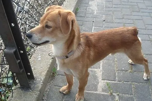 Nex - młody, mały, radosny pies - do adopcji,  maz