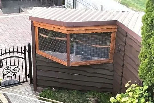 Papugi Aleksandretty chińskie, Małopolskie, Łapczyca