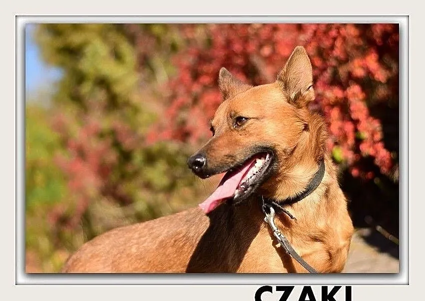 CZAKI,średni,1rok,łagodny,mądry,szczepiony piesek.ADOPCJA, , Wrocław