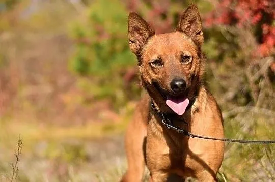 CZAKI,średni,1rok,łagodny,mądry,szczepiony piesek.ADOPCJA, , Wrocław