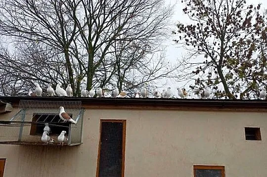 Sprzedam gołębie mewki likwidacja stada