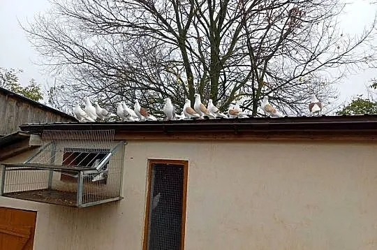Sprzedam gołębie mewki likwidacja stada, Łódzkie, Wejsce