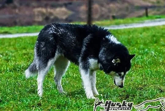 Enka - urocza sunia w typie husky do adopcji