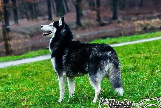 Enka - urocza sunia w typie husky do adopcji