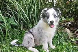 Border collie