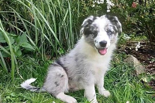 Border collie