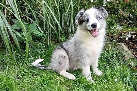 Border collie, Kujawsko-pomorskie, Toruń