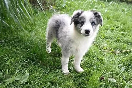 Border collie, Kujawsko-pomorskie, Toruń
