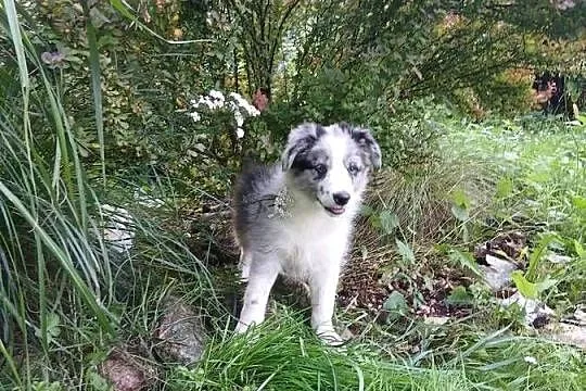 Border collie, Kujawsko-pomorskie, Toruń