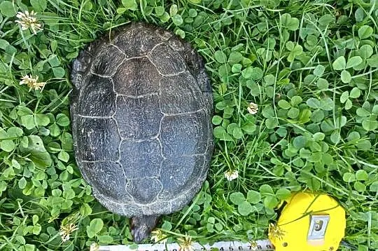 Żółw wodno-lądowy, Małopolskie, Inwałd