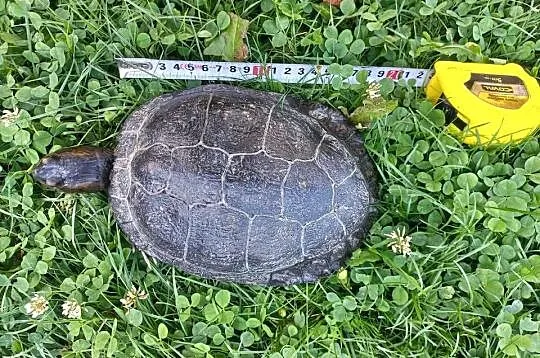Żółw wodno-lądowy, Małopolskie, Inwałd