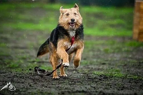 Mela wyjątkowa sunia szuka domu i miłości ,  dolno