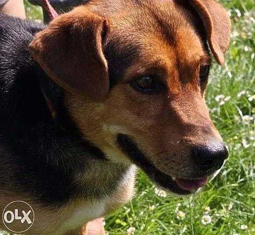 Pies Student poleca się do adopcji , małopolskie