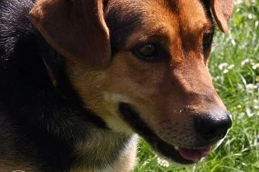 Pies Student poleca się do adopcji , małopolskie Kraków