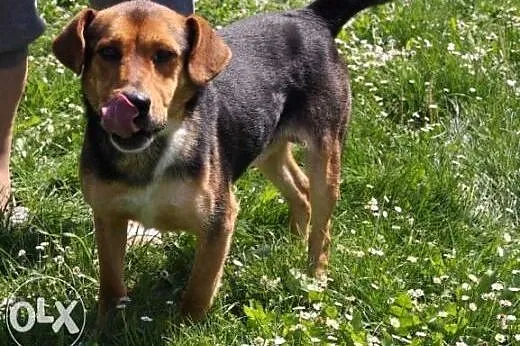 Pies Student poleca się do adopcji ,  małopolskie 