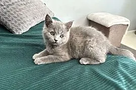 Kocurek Brytyjski niebieski