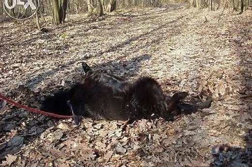 Sabuś błaga o dom !!!,  śląskie Dąbrowa Górnicza