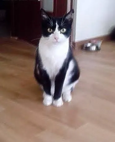Melisa - kotka do adopcji :), mazowieckie Warszaw