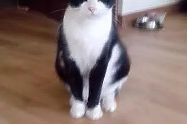 Melisa - kotka do adopcji :),  mazowieckie Warszaw