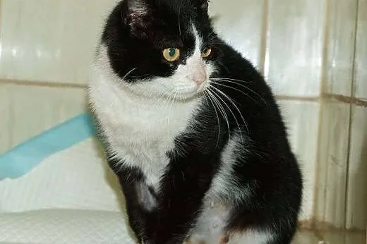 Melisa - kotka do adopcji :),  mazowieckie Warszaw