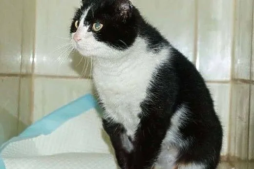 Melisa - kotka do adopcji :),  mazowieckie Warszaw