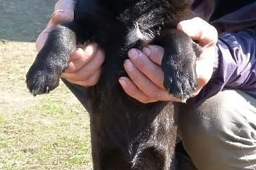 Dusia 4 miesieczna maleńka 4 kg uratowana pilnie s