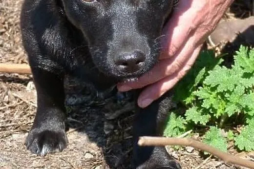 Dusia 4 miesieczna maleńka 4 kg uratowana pilnie s