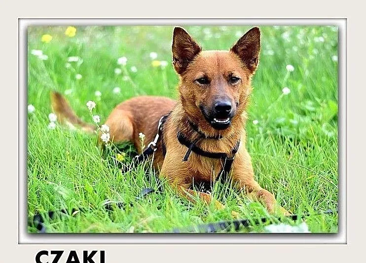 CZAKI,10kg,młody,1rok,łagodny,wrażliwy piesek.ADOPCJA, Łódzkie, Łódź