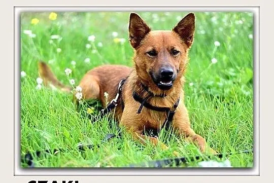CZAKI,10kg,młody,1rok,łagodny,wrażliwy piesek.ADOPCJA, Łódzkie, Łódź