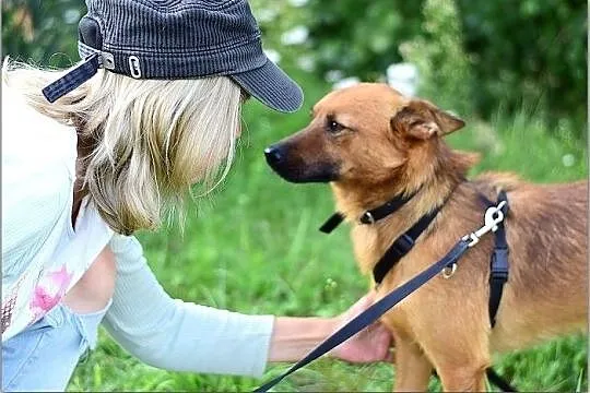 CZAKI,10kg,młody,1rok,łagodny,wrażliwy piesek.ADOPCJA, Łódzkie, Łódź