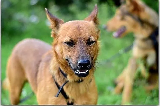 CZAKI,10kg,młody,1rok,łagodny,wrażliwy piesek.ADOPCJA, Łódzkie, Łódź