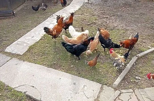 Kuguty
